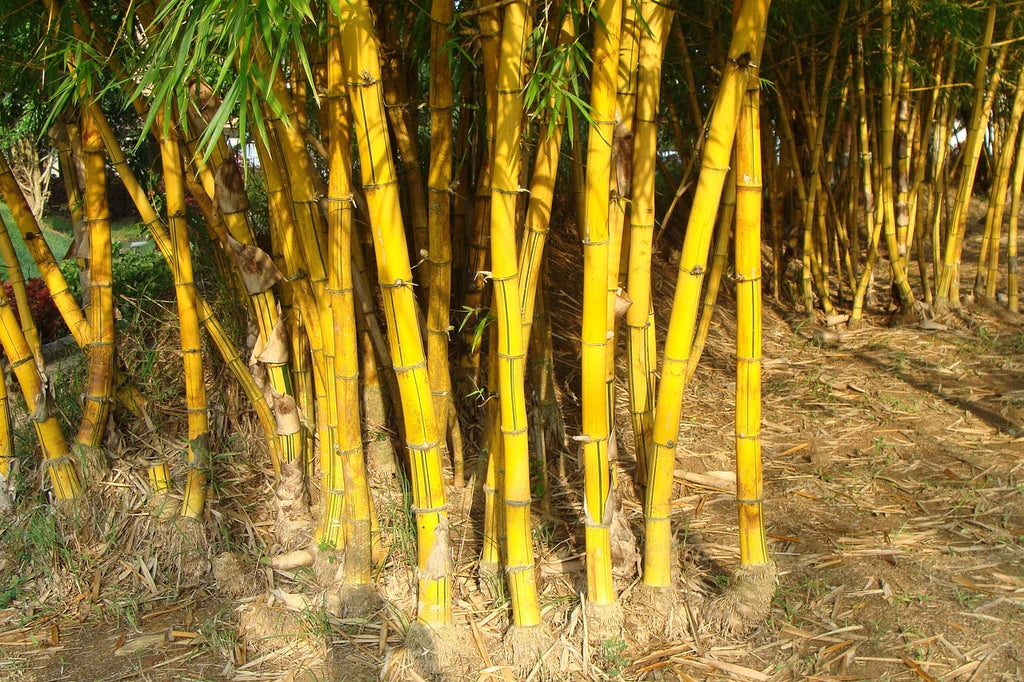 Bamboo Is The New Gold