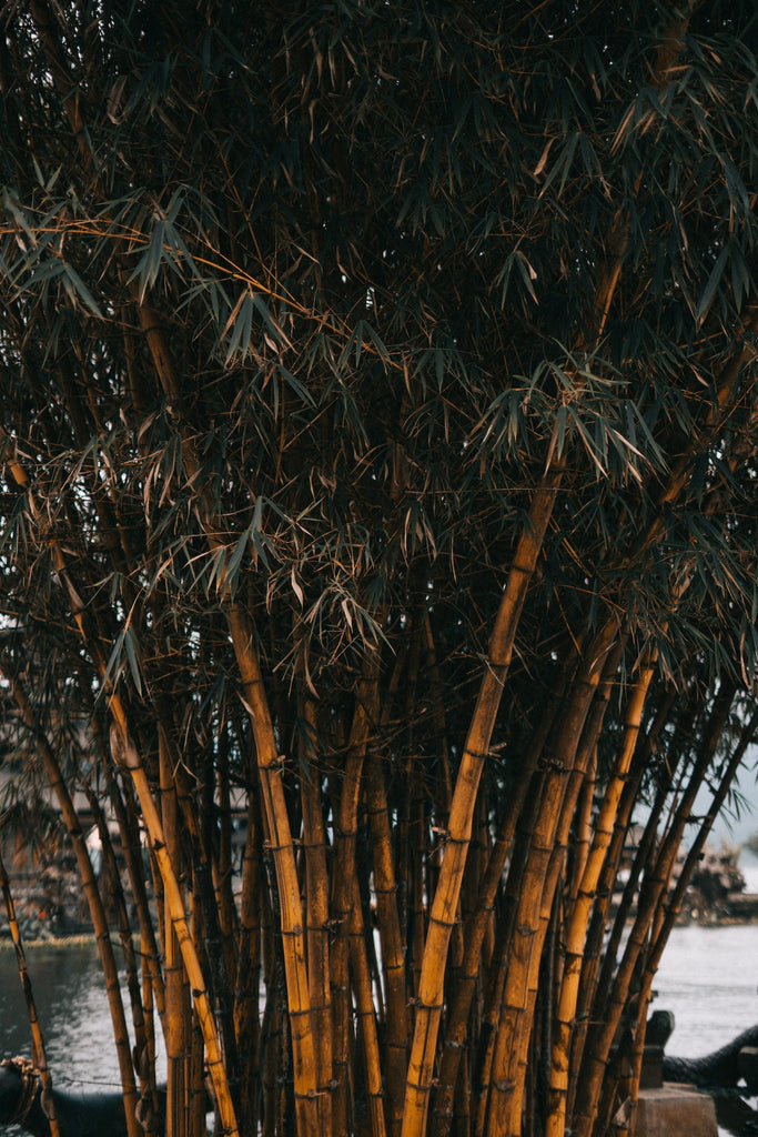 What makes bamboo so sustainable?