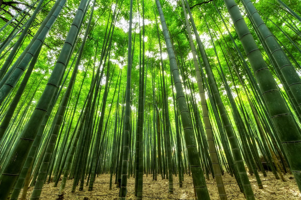 The Future is Sustainable Bamboo: Why Businesses Must Make Drastic Changes for Sustainability